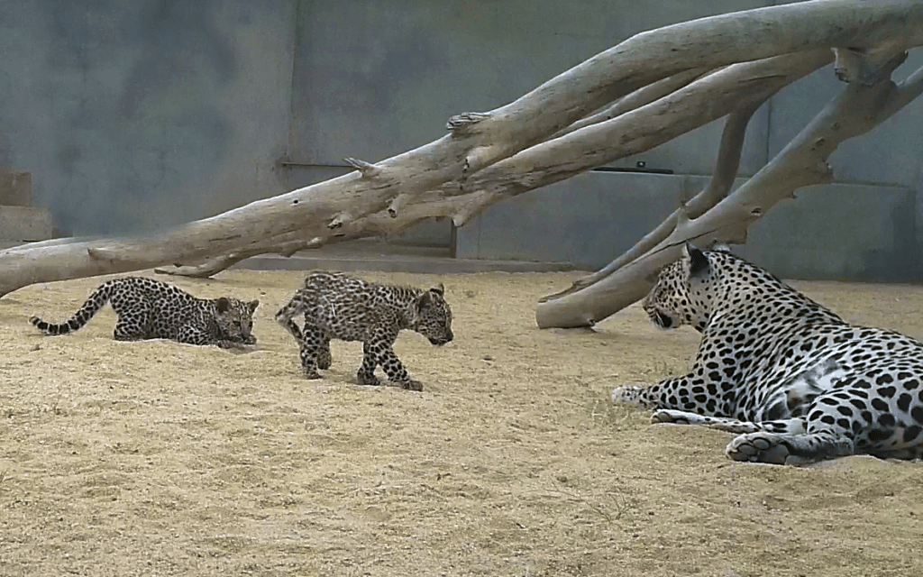 Arabian-Leopard-Cubs-1-1024x640